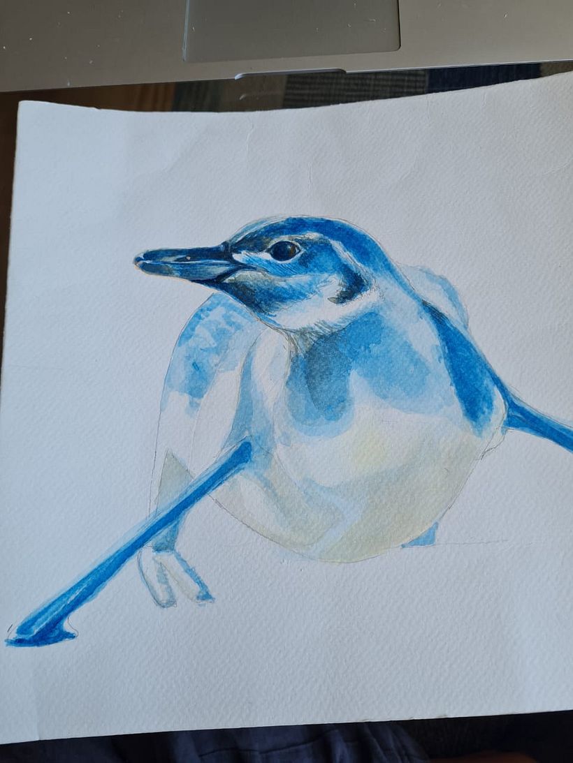 Un pingüino de Caldera 4