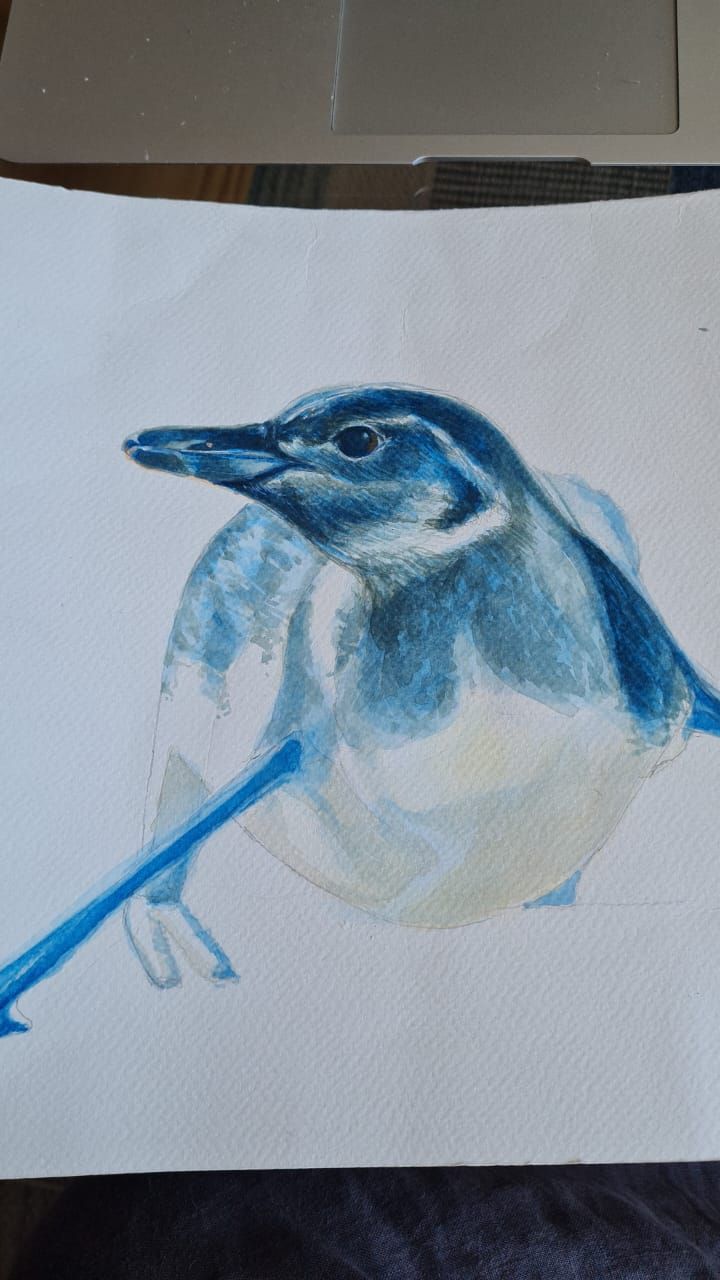 Un pingüino de Caldera 5