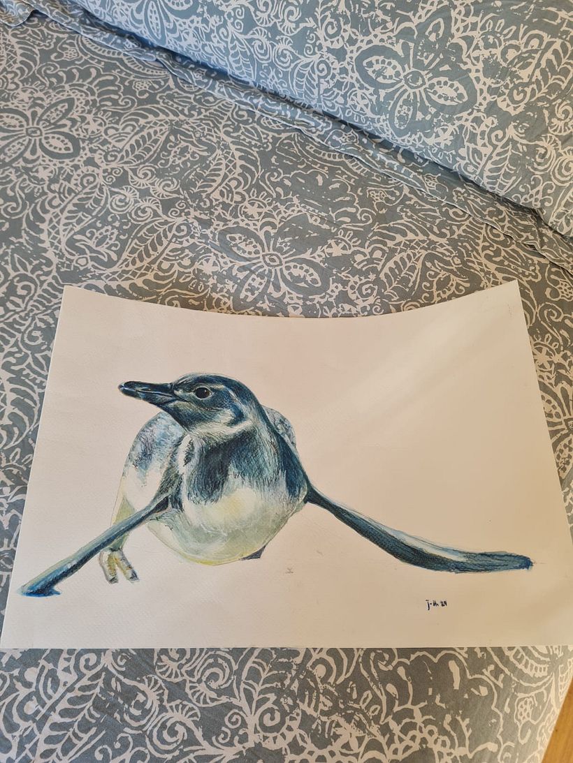 Un pingüino de Caldera 8