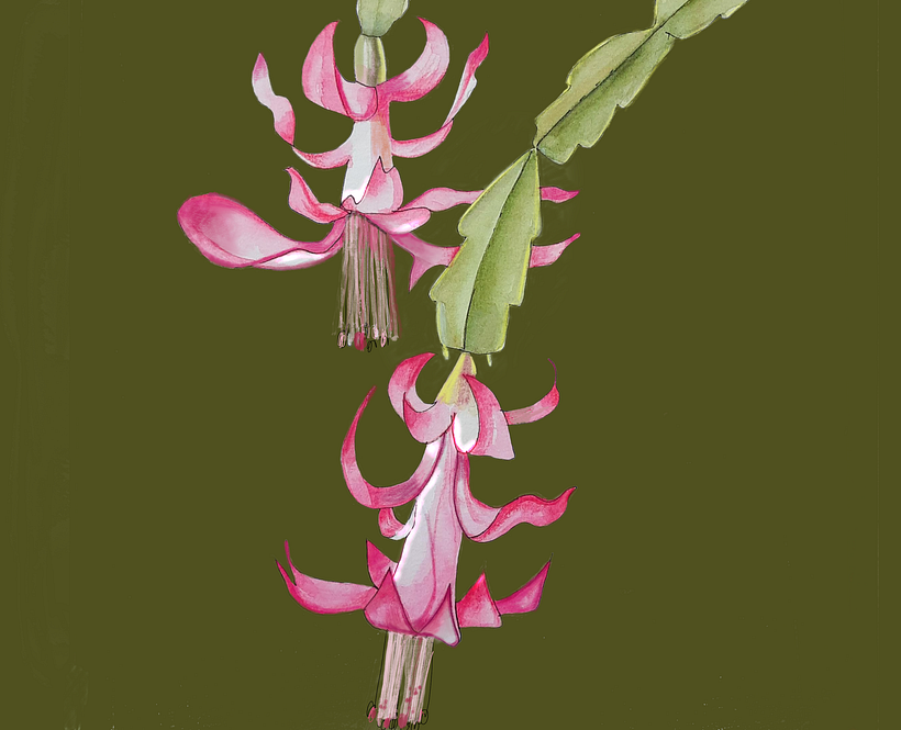 Enero:Cactus de navidad
