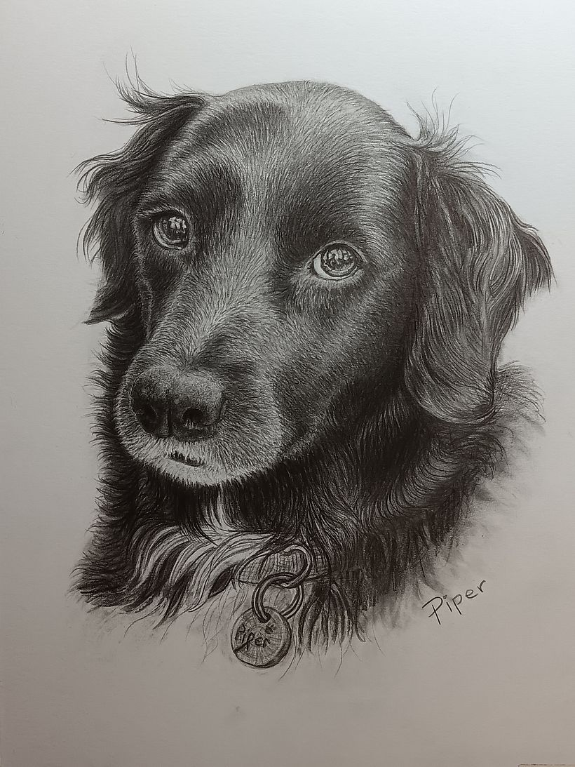 Dog Portrait with matt graphite on hot pressed water colour paper 2