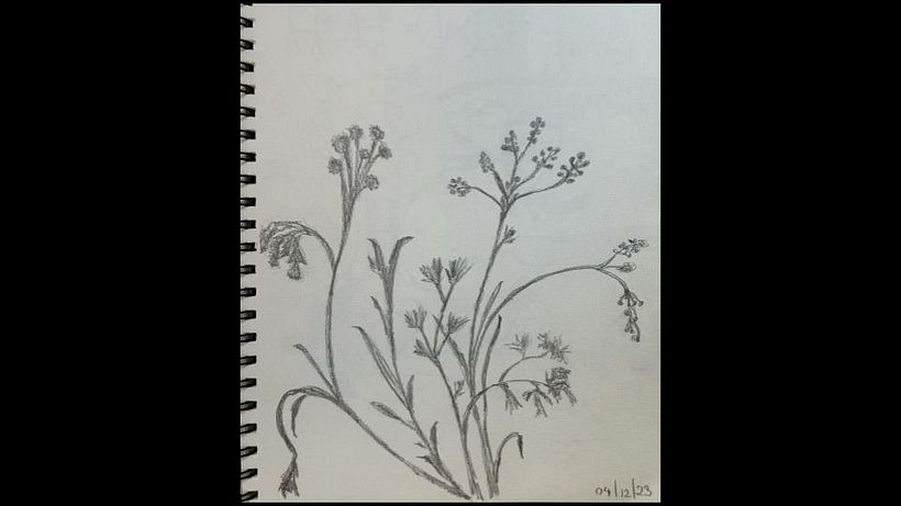 My project for course: Drawing for Beginners Level -1 14