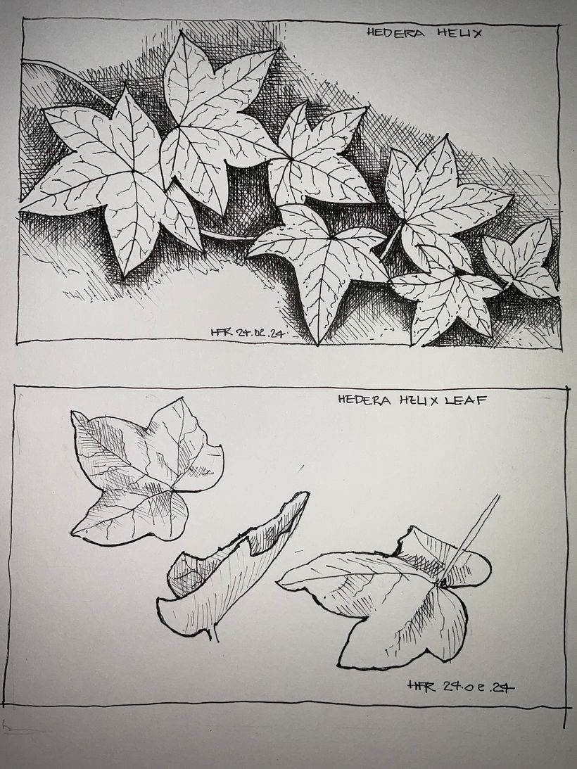 Hedera Helix ivy composition and series