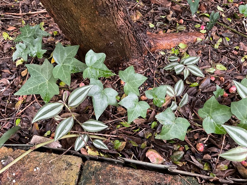 Hedera Helix in garden