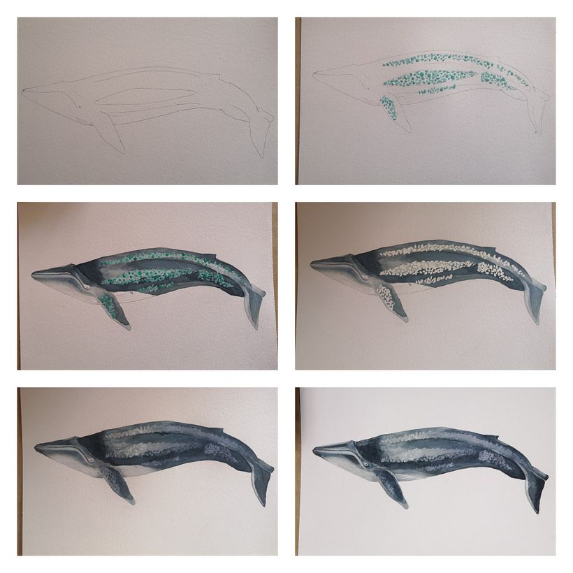 Proceso de la ballena azul / Blue whale process