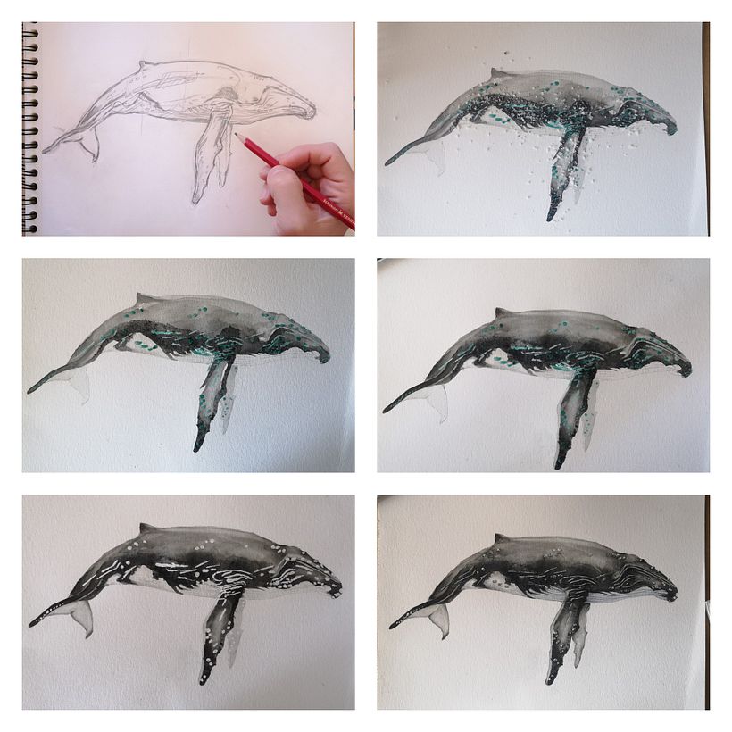 Proceso ballena jorobada / Humpback whale process