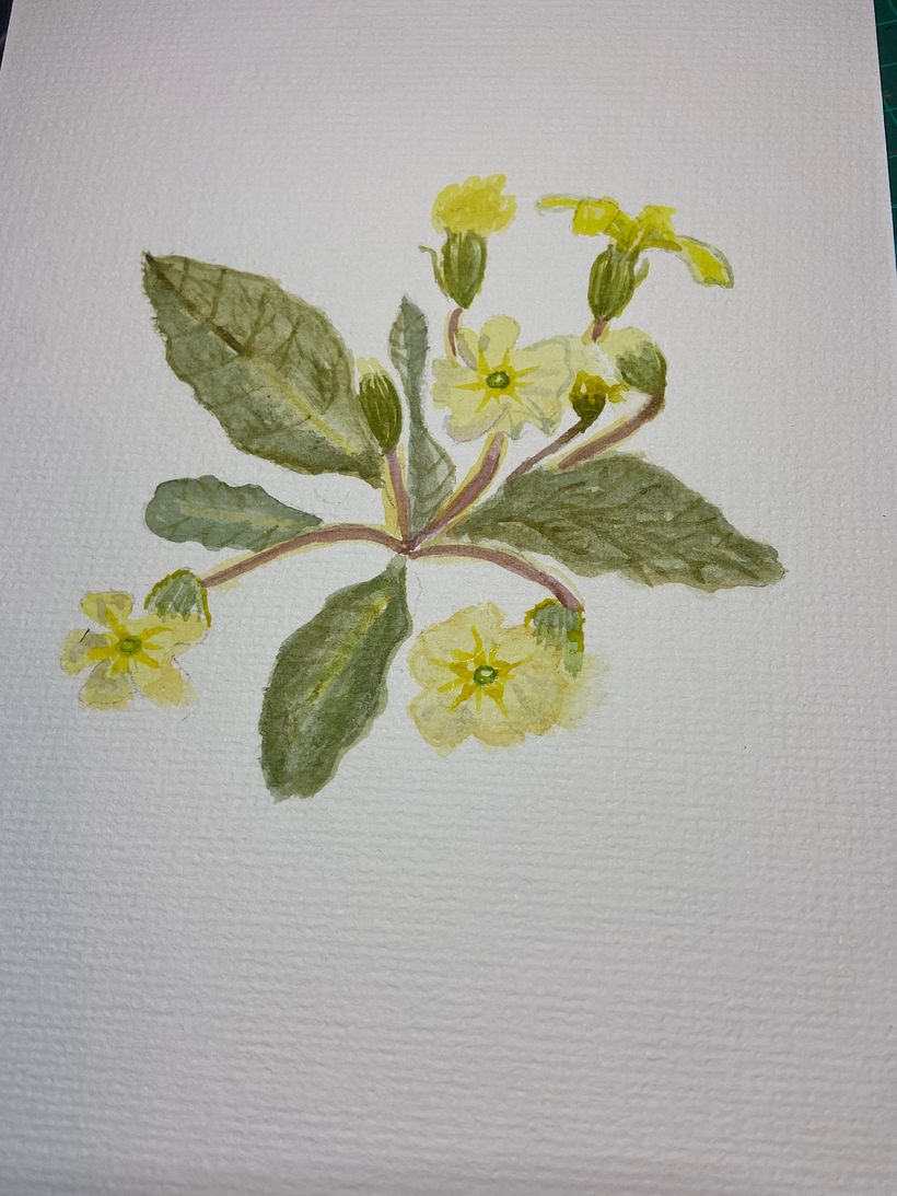 My project for course: Botanical Illustration with Watercolors 3