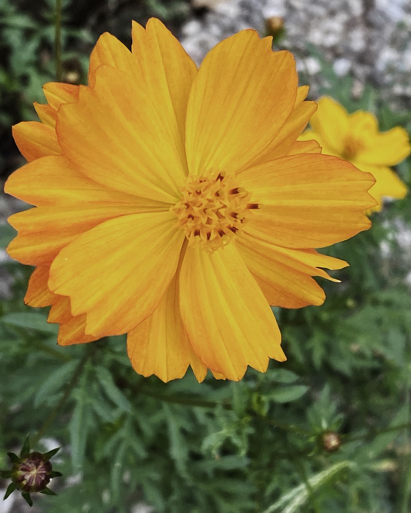 Cosmos caudatus