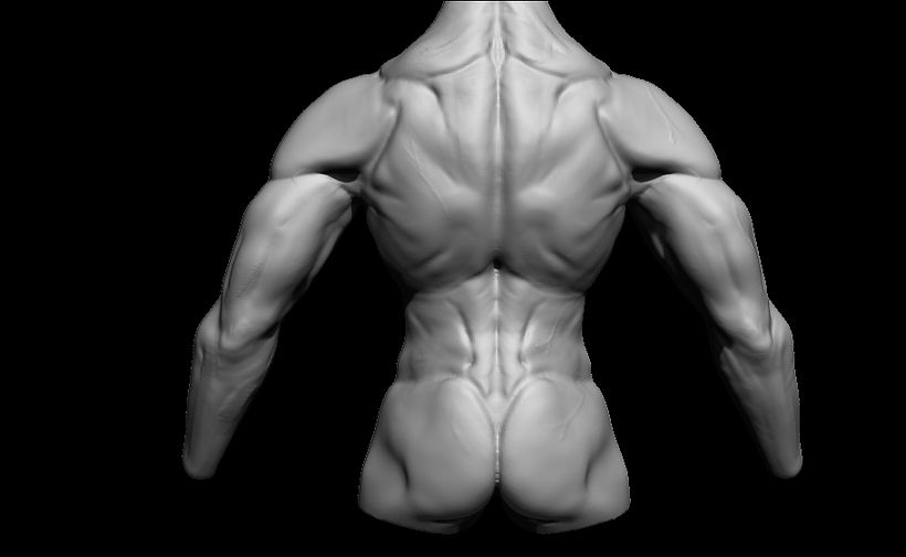 Heroic Torso Anatomy practice 9
