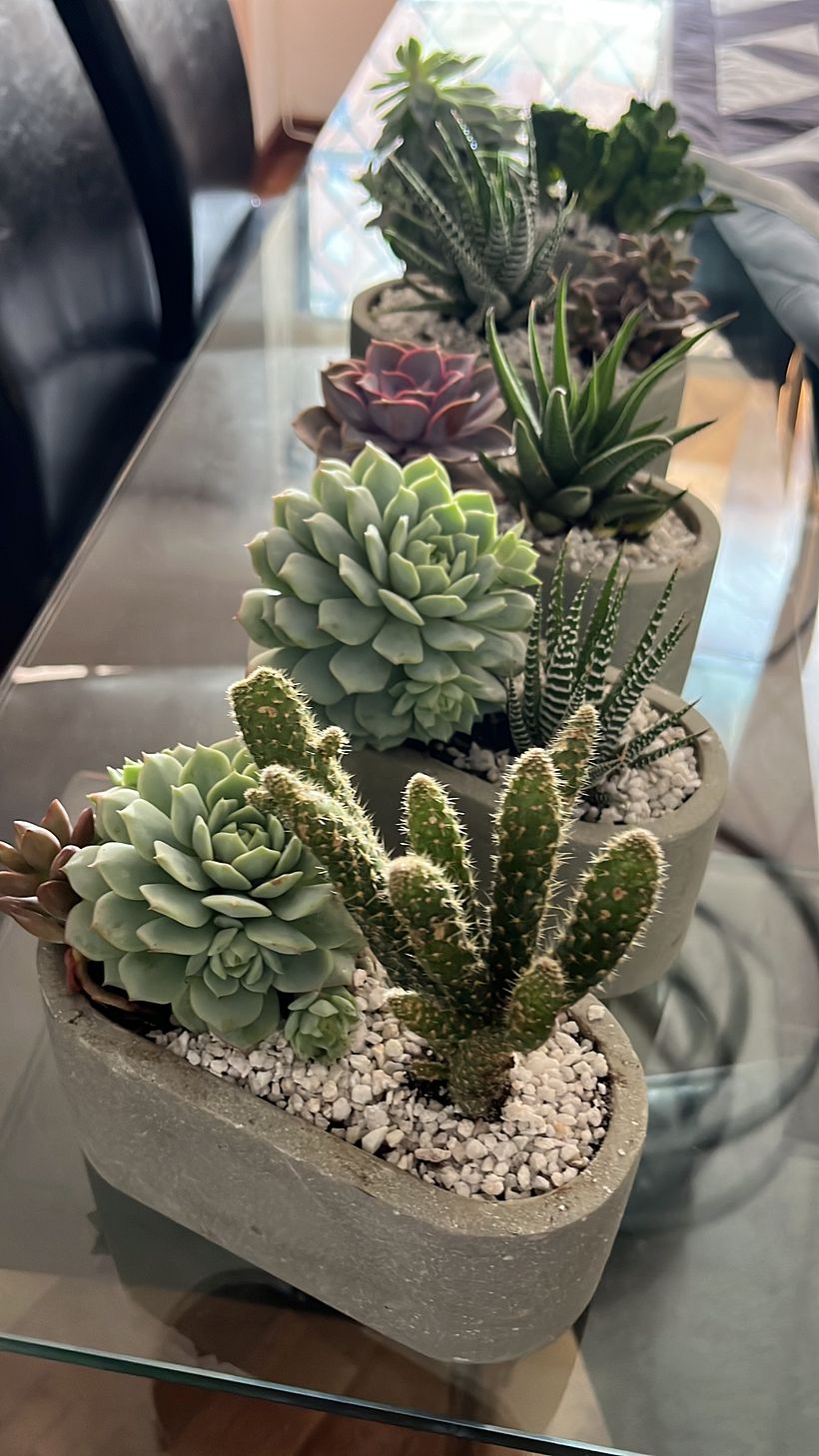 macetas para suculentas