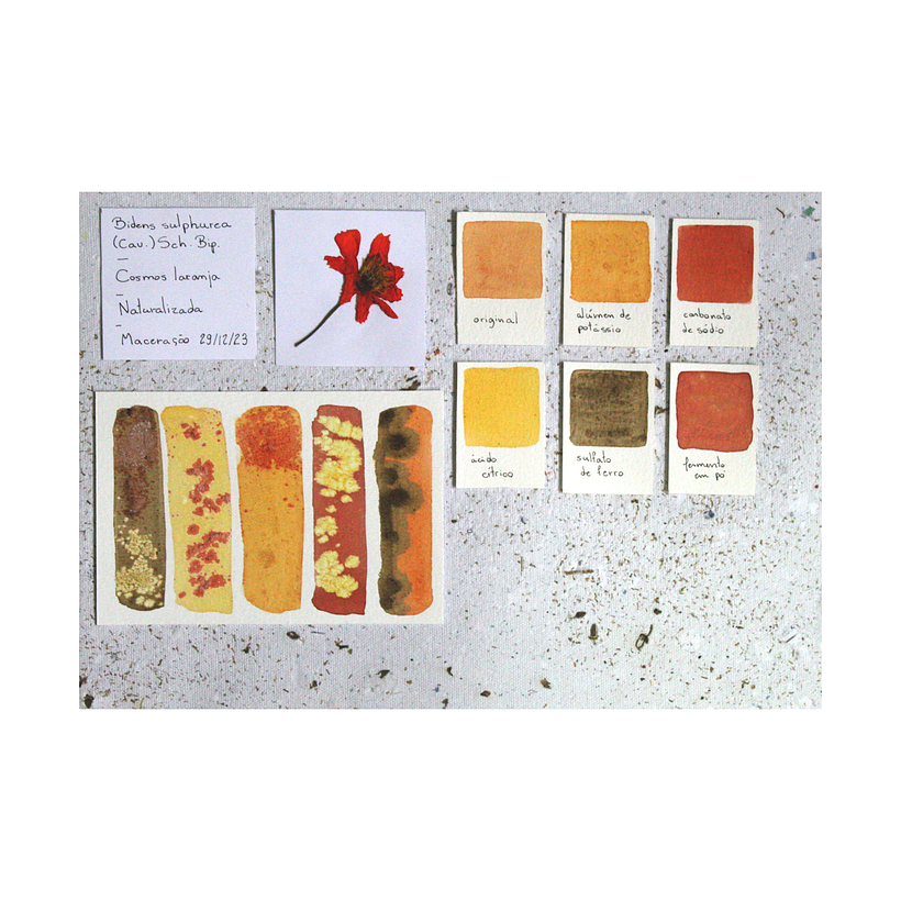 Ficha de cores do Cosmos laranja