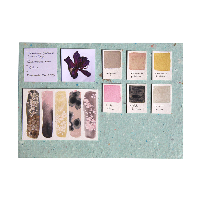 Ficha de cores da flor de Quaresmeira roxa