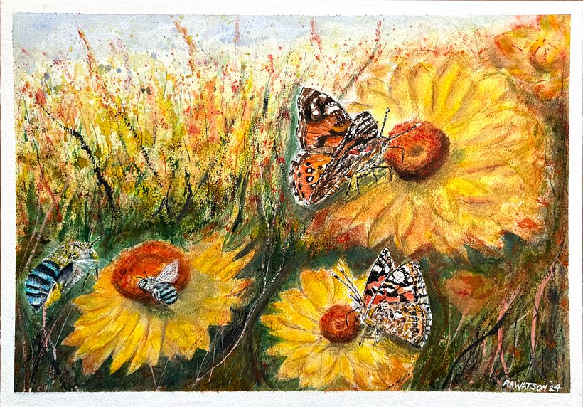Bellarine Harvest - Australian native straw flowers visted by native blue-banded bees and Painted Lady butterflies