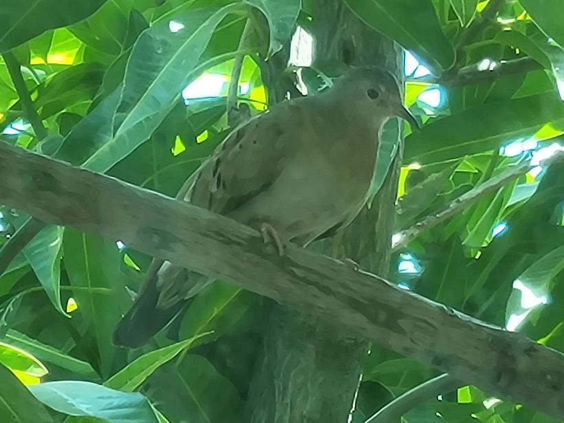 A veces solo estan postrados cerca, como el caso de las aves en mi ventana,