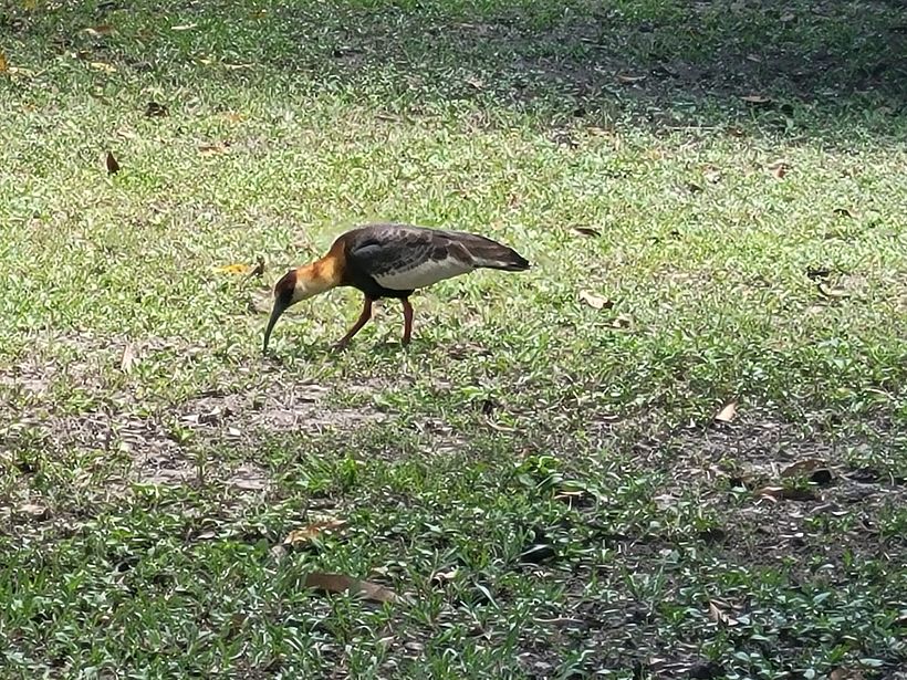 o las que migraron de otro lugar y terminaron aqui.