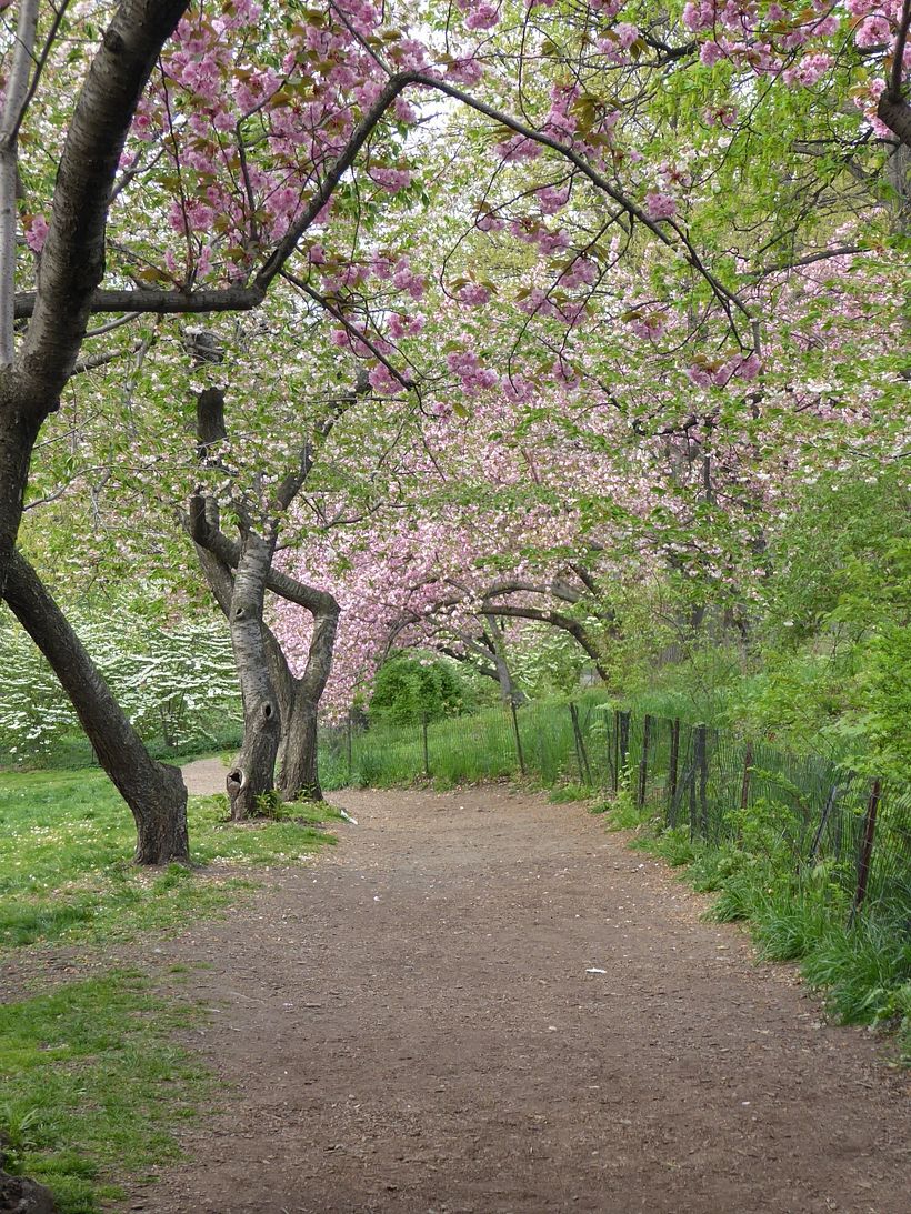 For the class project, I took inspiration from this photo of Central Park's "Cherry Lane"
