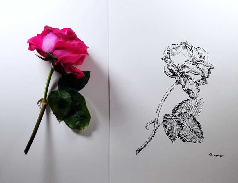 Rose Study