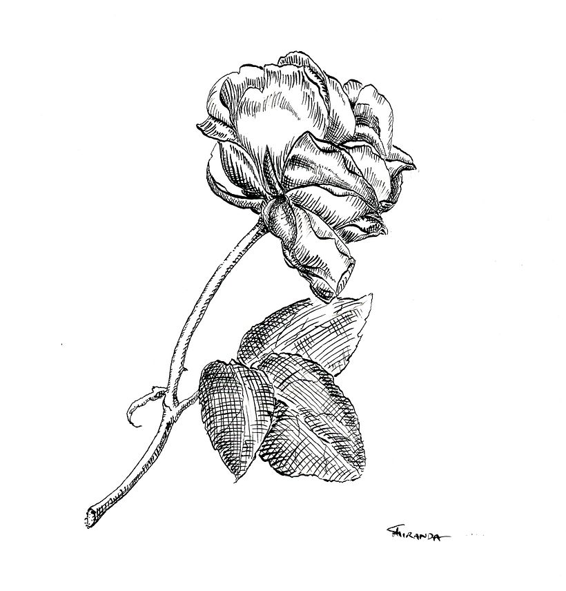 Although I was pleased with how I did the rose petals, I was not happy with how I did the leaves.