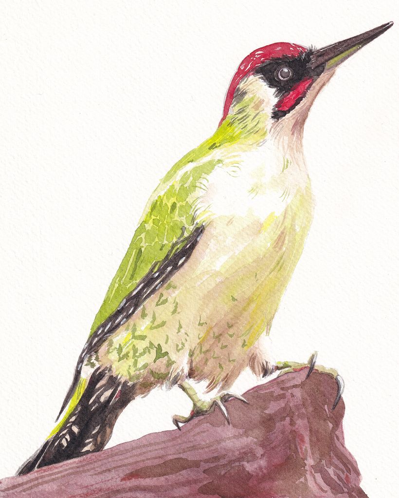 My project for course: Artistic Watercolor Techniques for Illustrating Birds 1