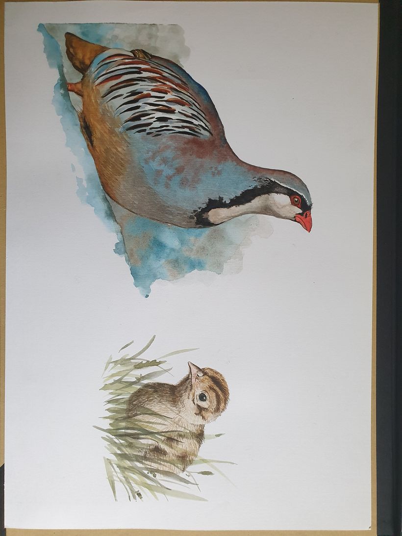 Il mio progetto del corso: Illustrazione scientifica di animali ad acquerello 4