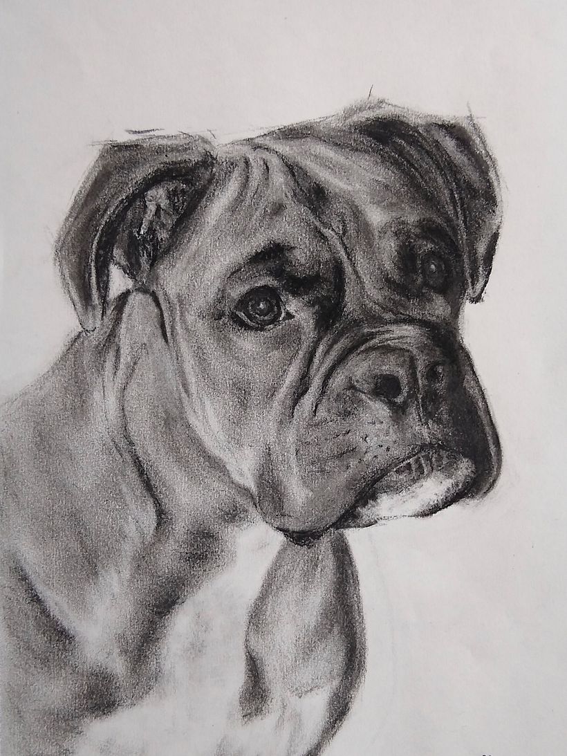 My project for course: Animal Illustration with Charcoal and Ink 1