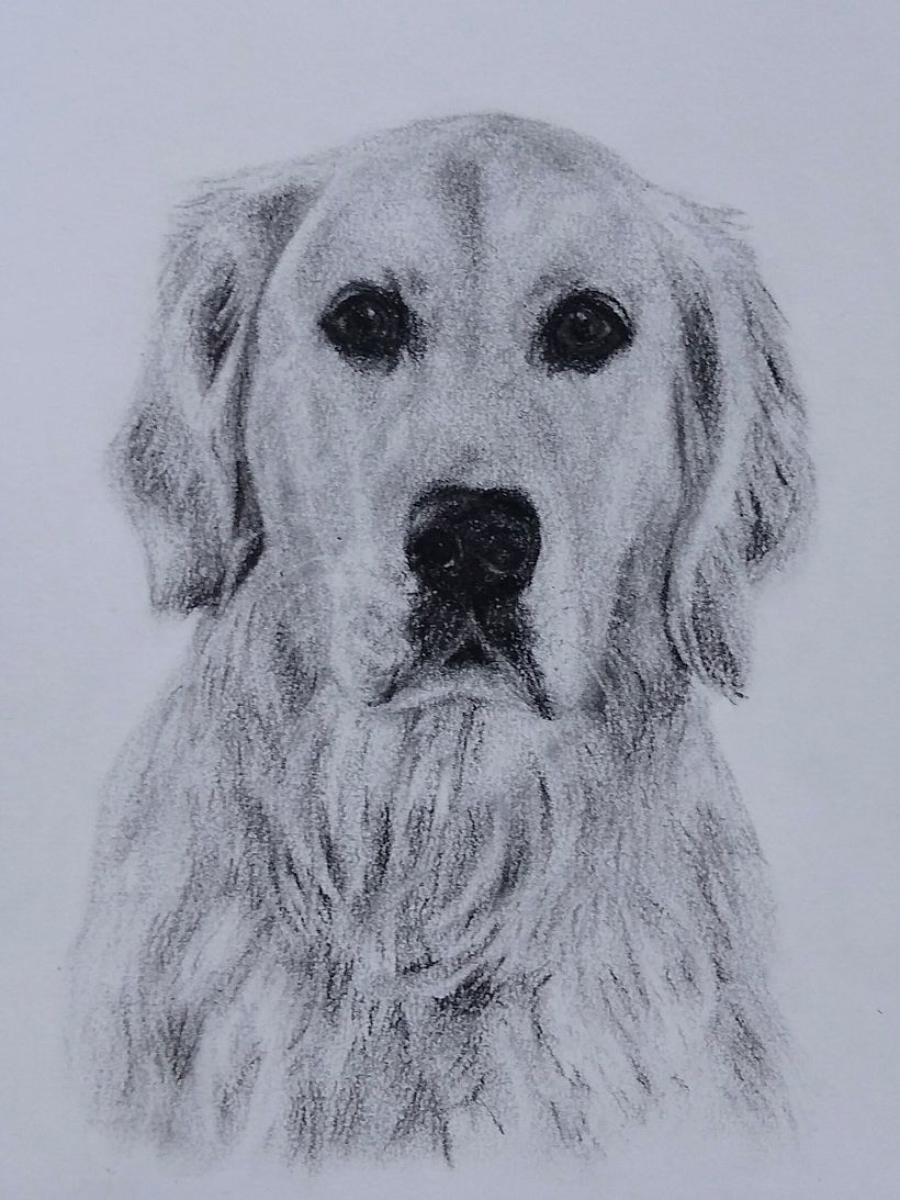 My project for course: Animal Illustration with Charcoal and Ink 2