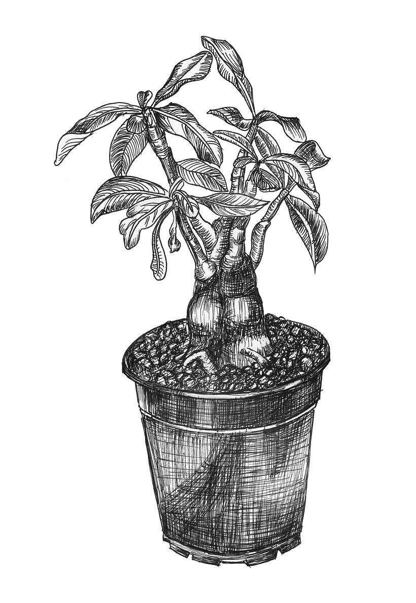 Ink drawings 4