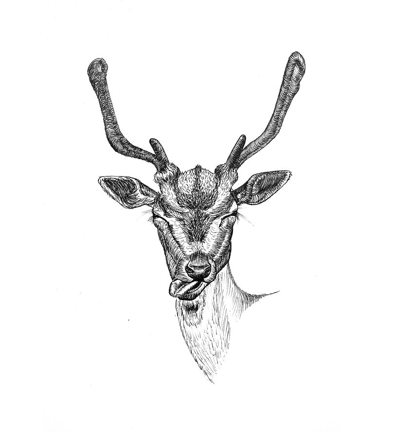 Ink drawings 5