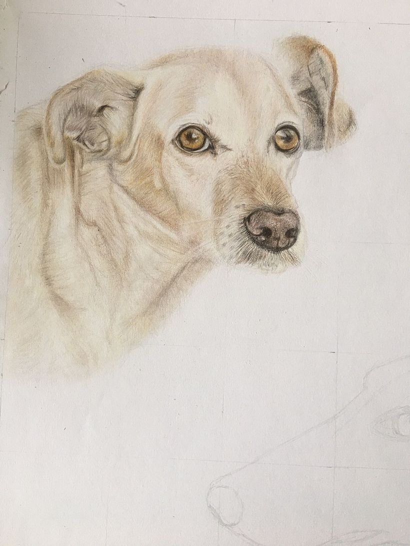 Mi proyecto del curso: Retratos de Mascotas en Lápices de Colores 1
