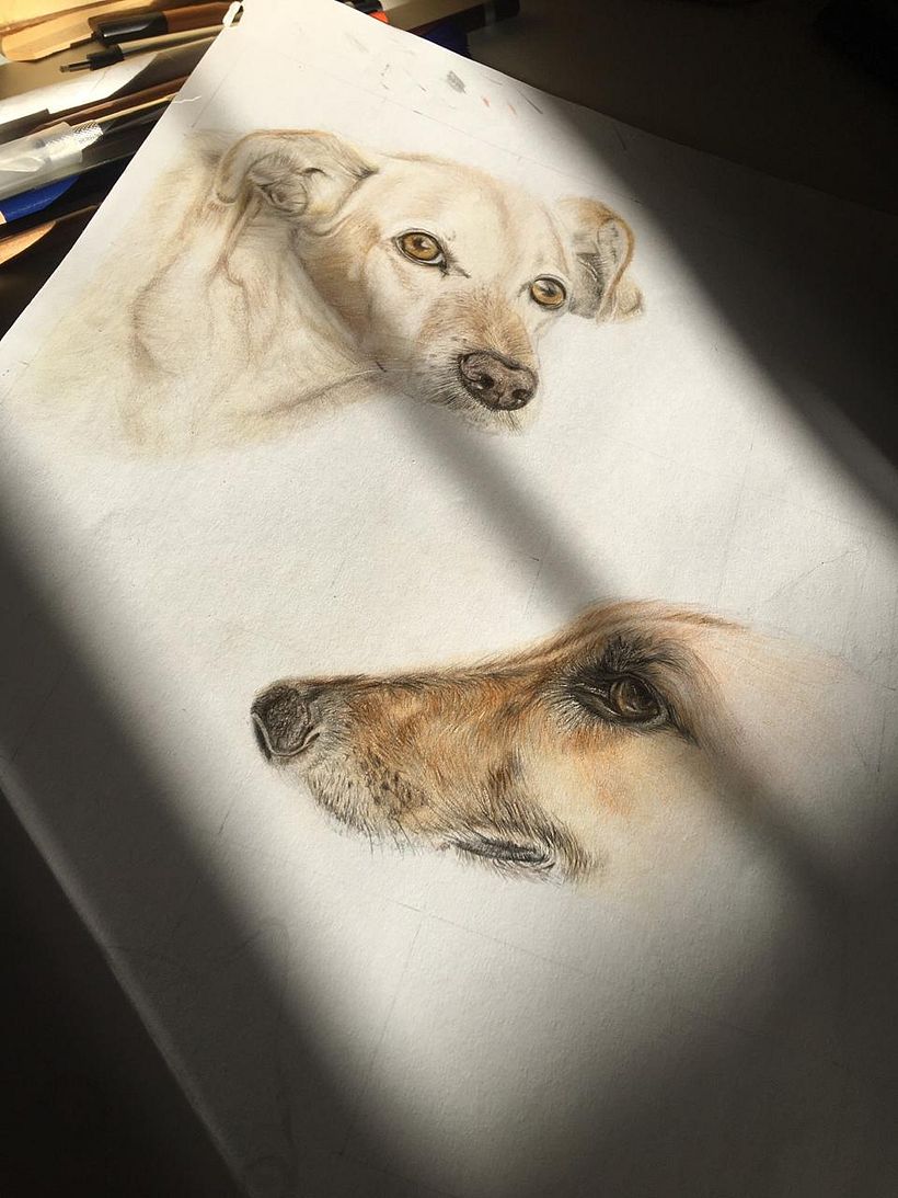 Mi proyecto del curso: Retratos de Mascotas en Lápices de Colores 4