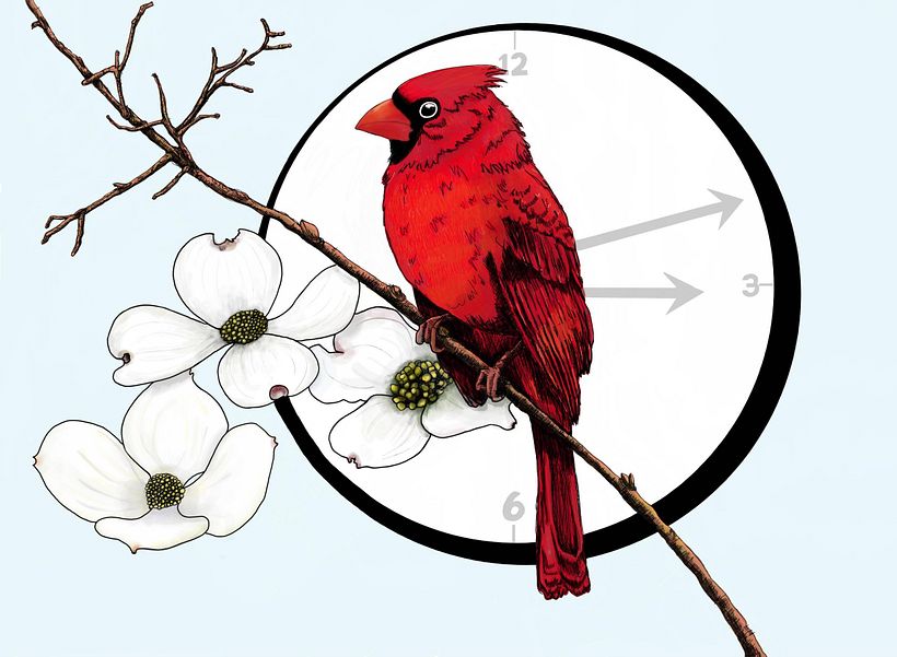 My project for course: Natural Illustration with Digital Painting 3