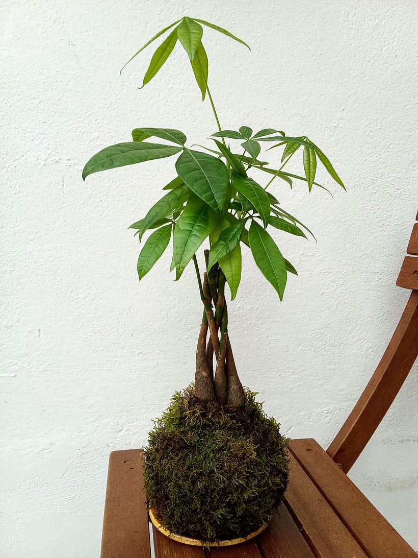 Mi proyecto del curso: Kokedamas: crea macetas naturales de musgo 1