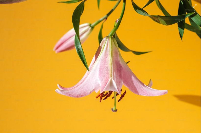 Valeria Miller (https://unsplash.com/es/fotos/una-flor-rosa-con-hojas-verdes-sobre-un-fondo-amarillo-j4vf7Rbuijo)