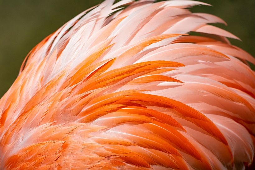 Drew Beamer (https://unsplash.com/es/fotos/fotografia-de-plumas-de-animales-blancas-y-rojas-g9M46POadWU)