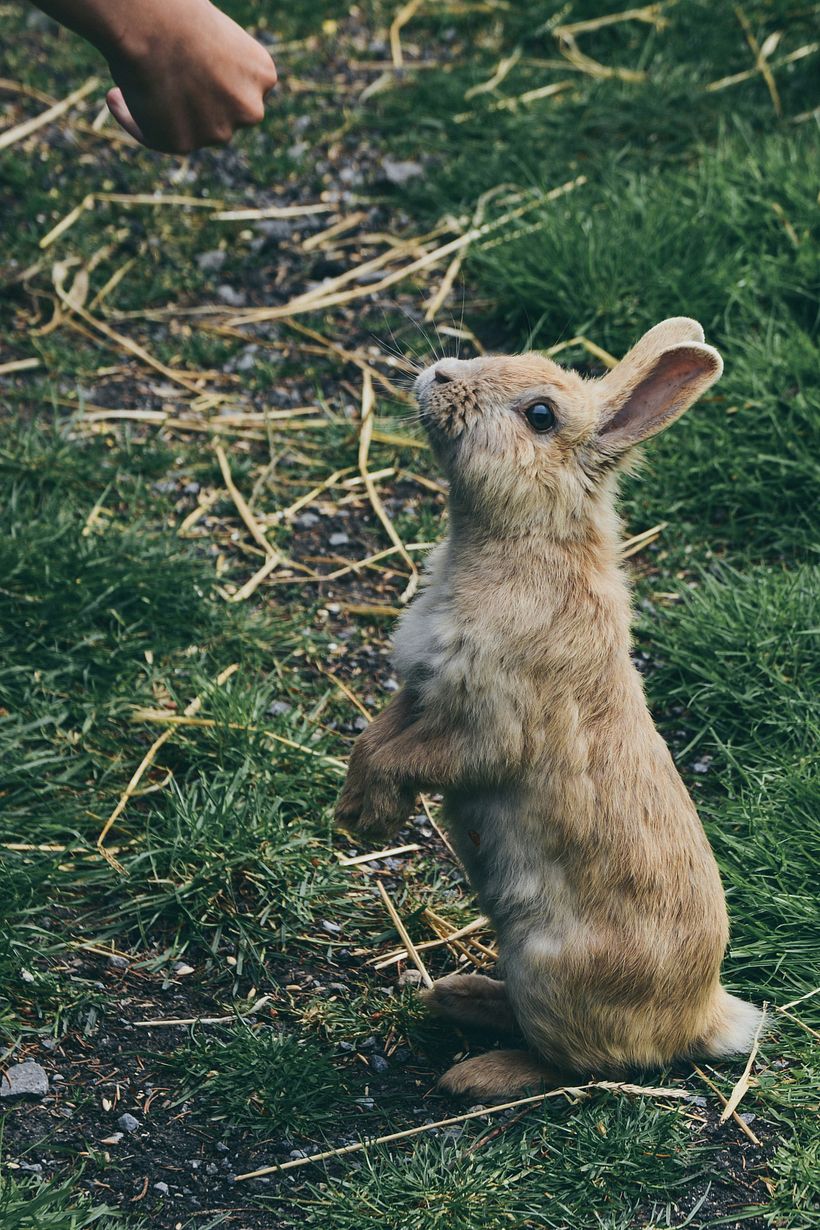 Stefan Fluck (https://unsplash.com/es/fotos/conejo-marron-en-hierba-verde-durante-el-dia-usoJcs--nEk)