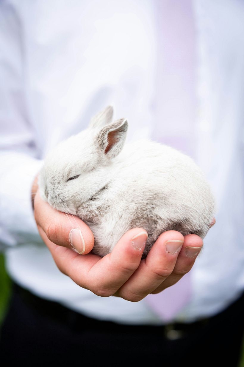 Travis Grossen (https://unsplash.com/es/fotos/persona-sosteniendo-conejo-blanco-durante-el-dia-w31GKS08cxA)