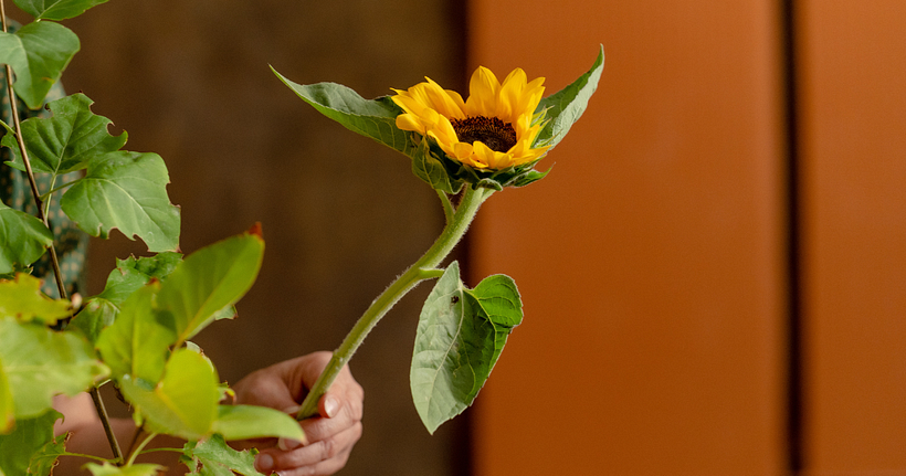 Ikebana en Casa: Logrando la Serenidad con el Arte Floral Japonés 1