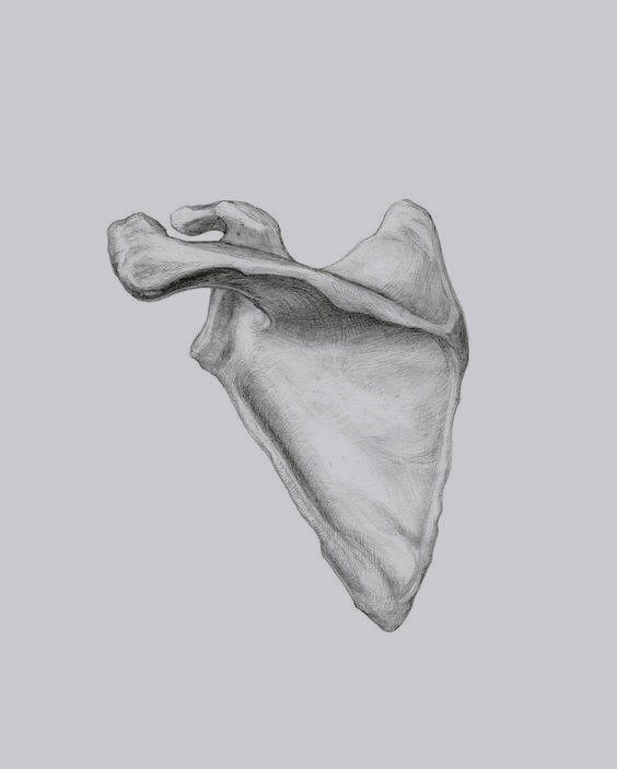 My project for course: Intro to Anatomy Drawing with Graphite Pencil 4