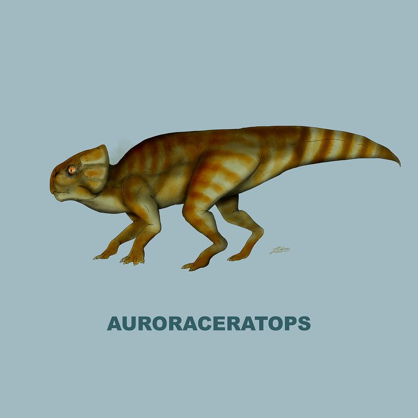 Ceratopsidae 3