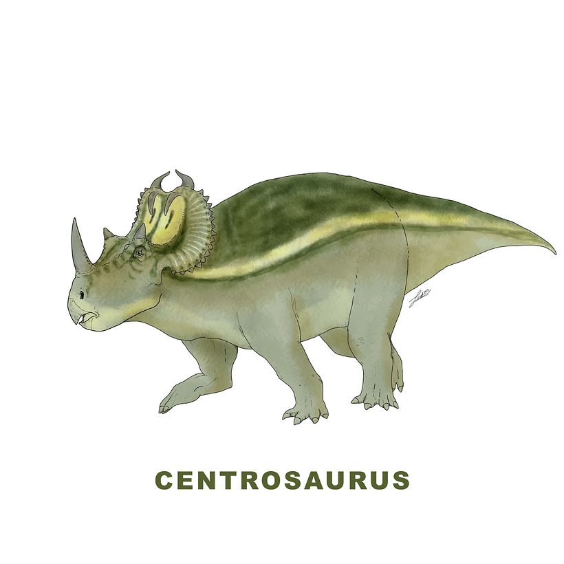 Ceratopsidae 4