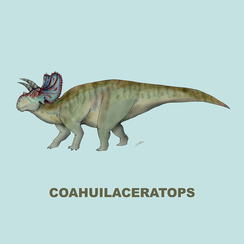 Ceratopsidae 5