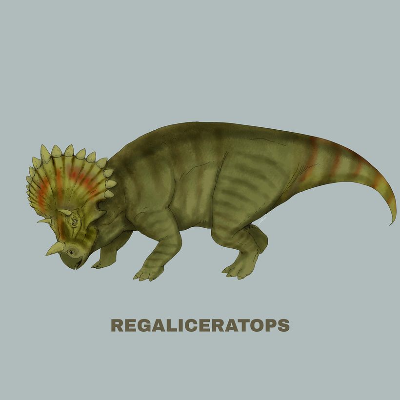 Ceratopsidae 12