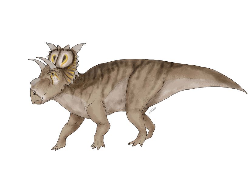 Ceratopsidae 16