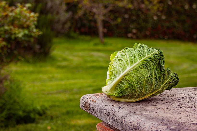 Cabbage