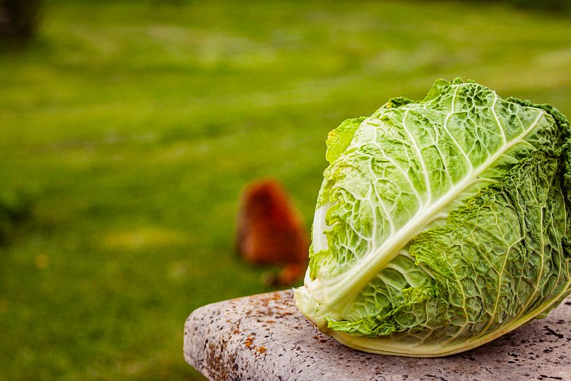 Cabbage with a guest