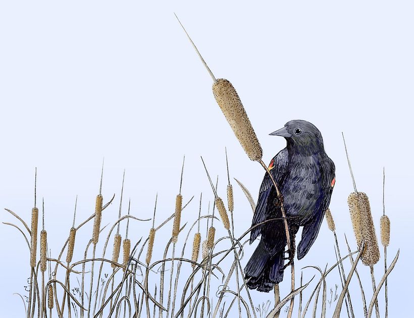 My project for course: Naturalist Illustration with Ballpoint Pen  3