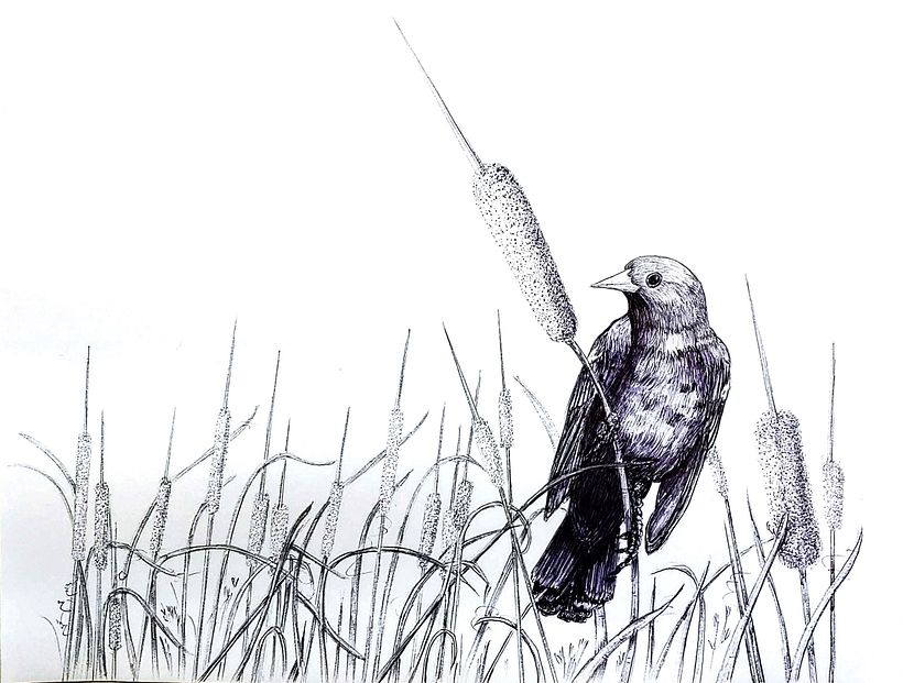 My project for course: Naturalist Illustration with Ballpoint Pen  2