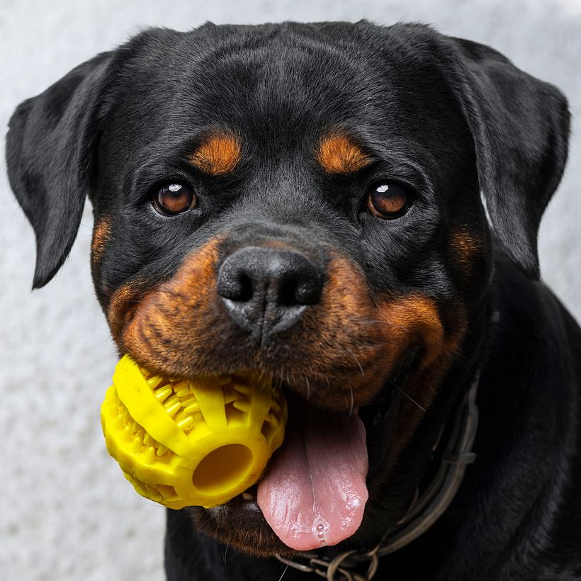 Roxy mi Rottie 1