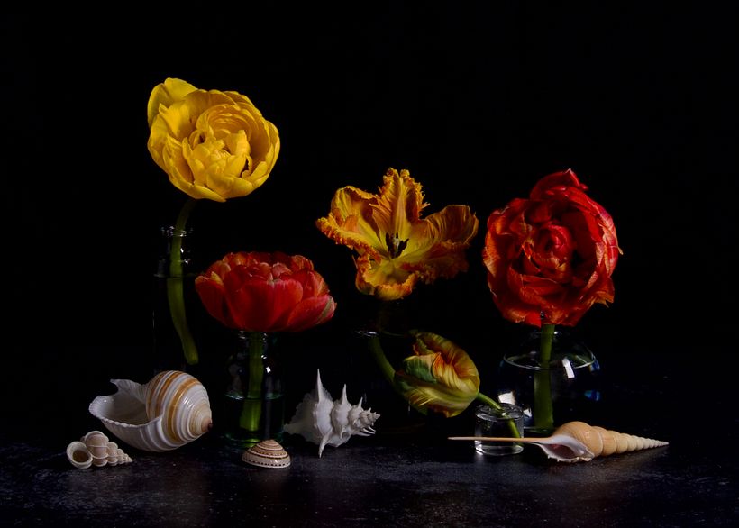 Tulips and Shells 2