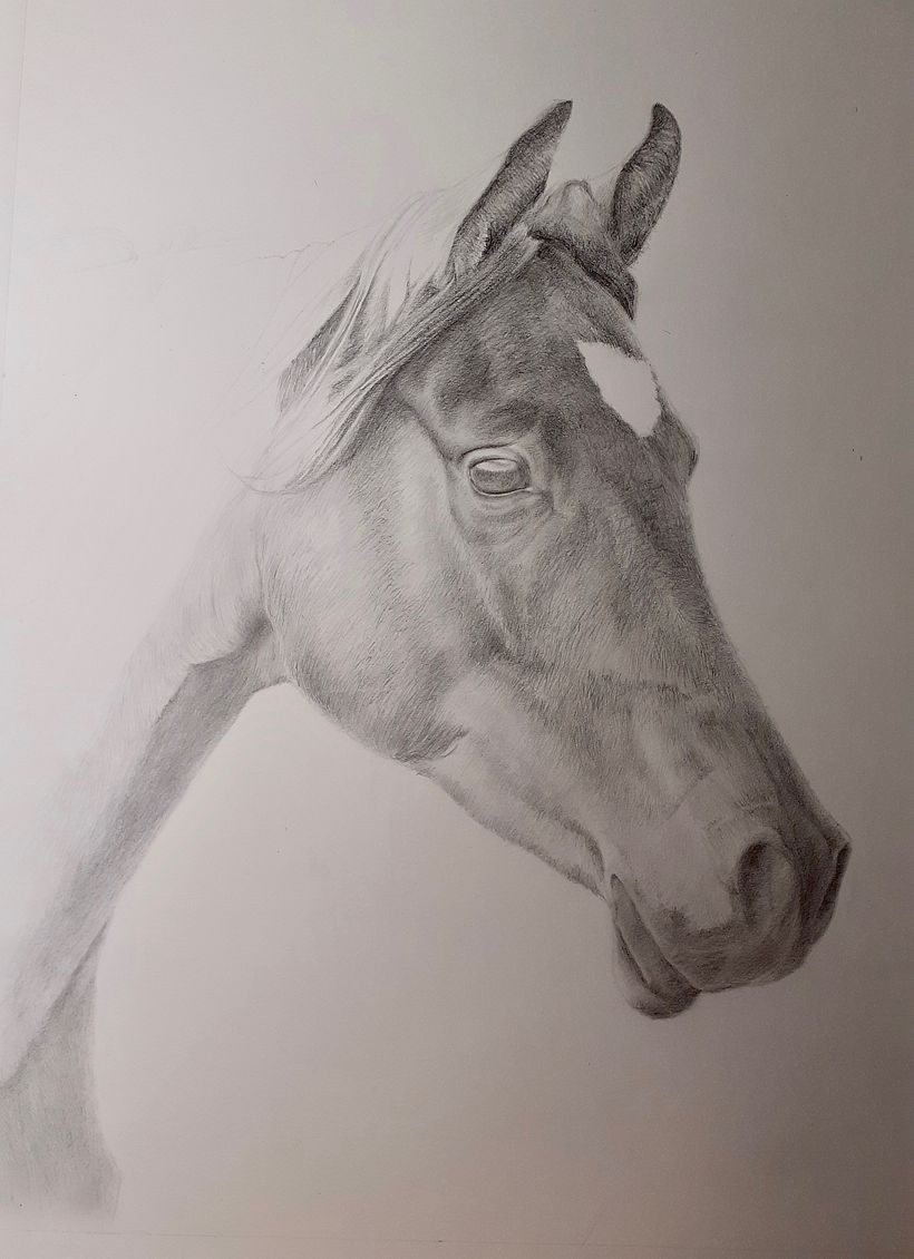 Mon projet du cours : Images réalistes de la faune au crayon graphite 2